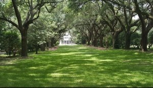 Waring House Avenue of Oaks