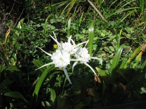 Water Flowers