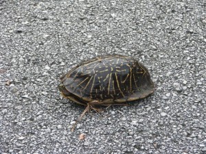 Turtle Crossing