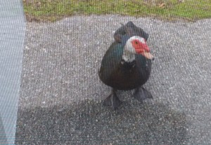 Muscovy Duck looking to come in camper