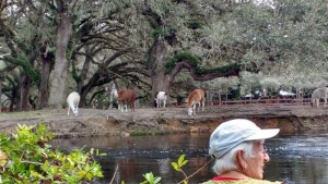 Paddling up CreekLLamas