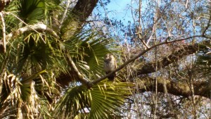 Barred Owl Front