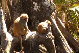 Monkeys at Siver River