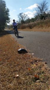 Peggy Biking by a Turtle