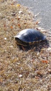 Turtle by Bike Path