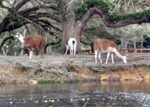 Llamas on Telegraph Creek