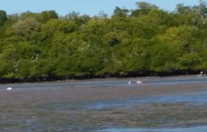 Birds at Low Tide - Blackwater Bay