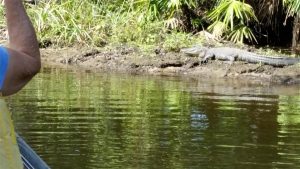 Gator up Telegraph Creek