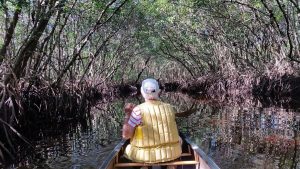 Mangrove Arches - Collier Seminole