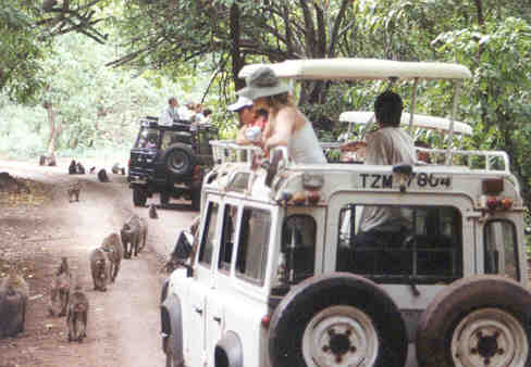 Baboons at Manyara Park