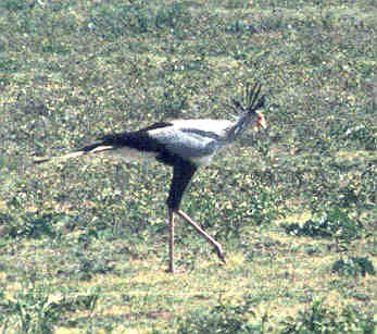 Secretary Bird on the Serengeti