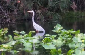 Egret in Rock Creek