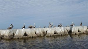 Pelicans on Breakwall in Tampa Bay 